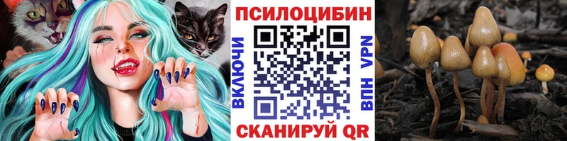 MEGA ссылка  Камызяк  дарк нет клад  Псилоцибиновые грибы Psilocybine cubensis 